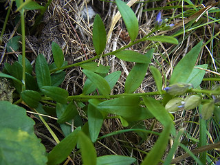 Polygala amara