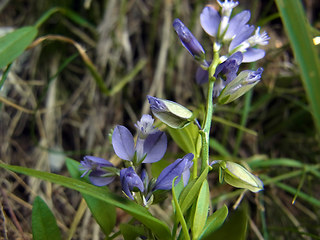 Polygala amara