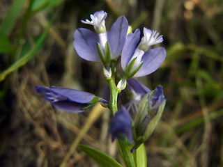 Polygala amara