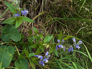 Polygala amara