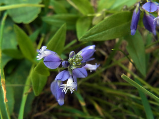 Polygala amara