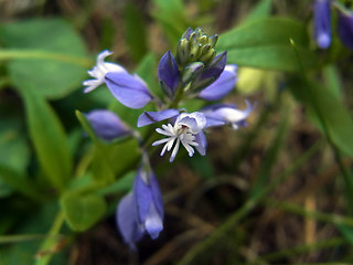 Polygala amara