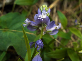 Polygala amara