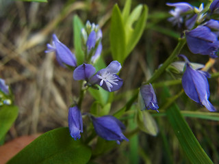 Polygala amara