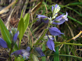 Polygala amara