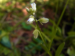 Polygala amara