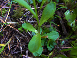 Polygala amara