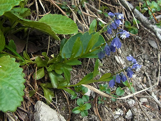 Polygala amara