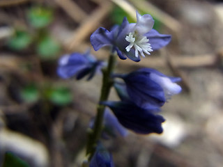 Polygala amara