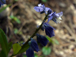 Polygala amara