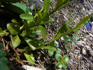 Polygala amara