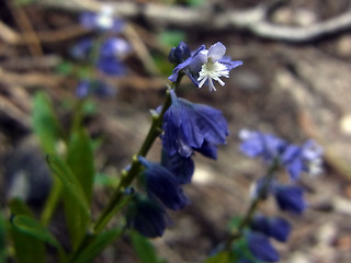 Polygala amara