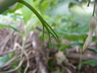 Polygonatum multiflorum