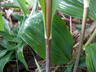 Polygonatum multiflorum