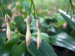 Polygonatum multiflorum