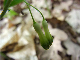 Polygonatum multiflorum