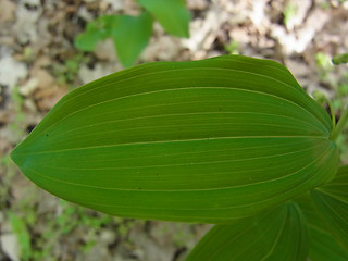 Polygonatum multiflorum