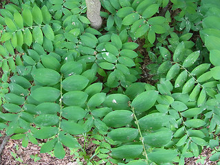 Polygonatum multiflorum