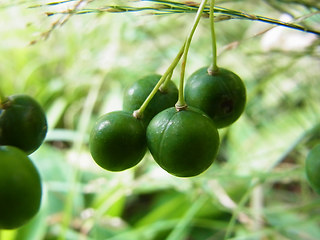 Polygonatum multiflorum