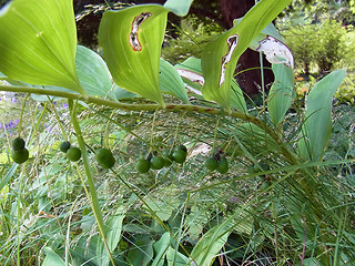 Polygonatum multiflorum