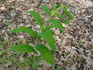 Polygonatum multiflorum