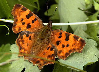 Polygonia c-album