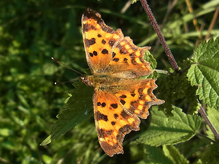 Polygonia c-album