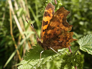 Polygonia c-album