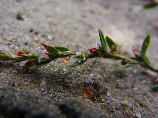 Polygonum arenastrum