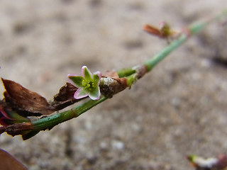 Polygonum arenastrum