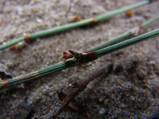 Polygonum arenastrum