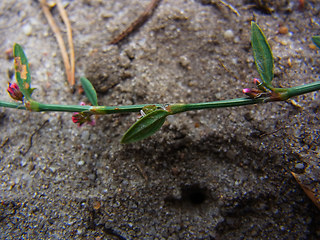 Polygonum arenastrum