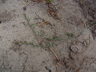 Polygonum arenastrum