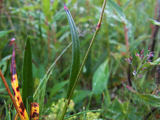 Polygonum viviparum