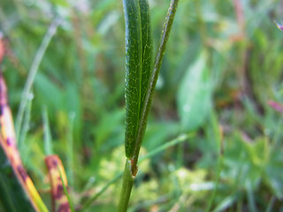 Polygonum viviparum