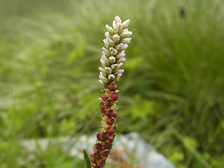 Polygonum viviparum