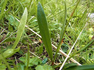 Polygonum viviparum