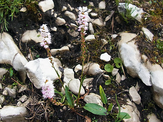 Polygonum viviparum