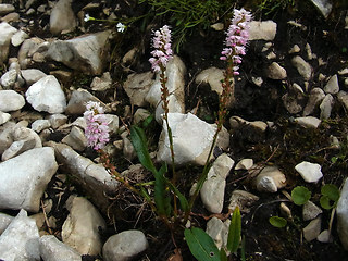 Polygonum viviparum