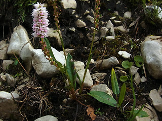 Polygonum viviparum