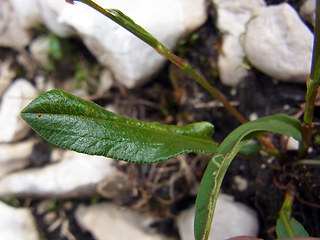 Polygonum viviparum