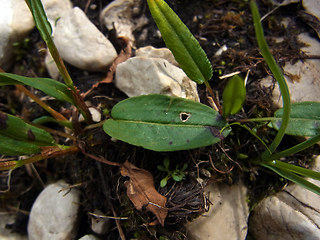 Polygonum viviparum