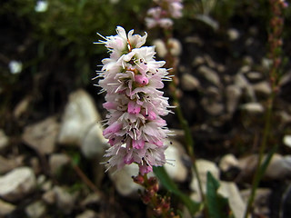 Polygonum viviparum