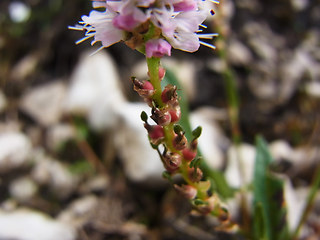 Polygonum viviparum