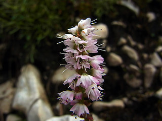 Polygonum viviparum