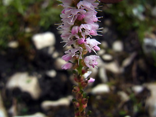 Polygonum viviparum