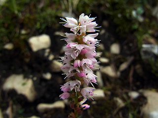 Polygonum viviparum