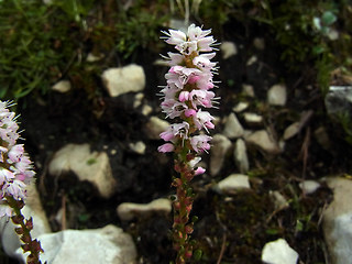 Polygonum viviparum