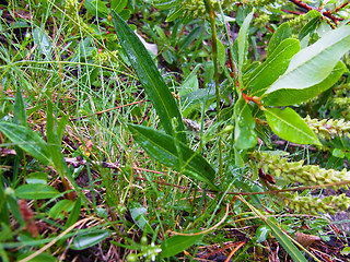 Polygonum viviparum