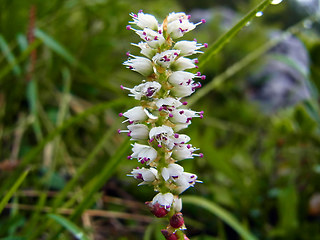 Polygonum viviparum